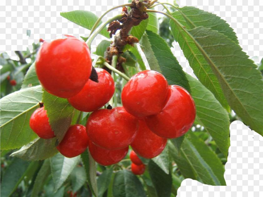 Cherry Barbados Berry Shepherdia Argentea PNG