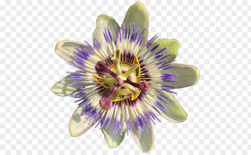 Flower Purple Passionflower Passiflora Caerulea Vine Jasmine PNG