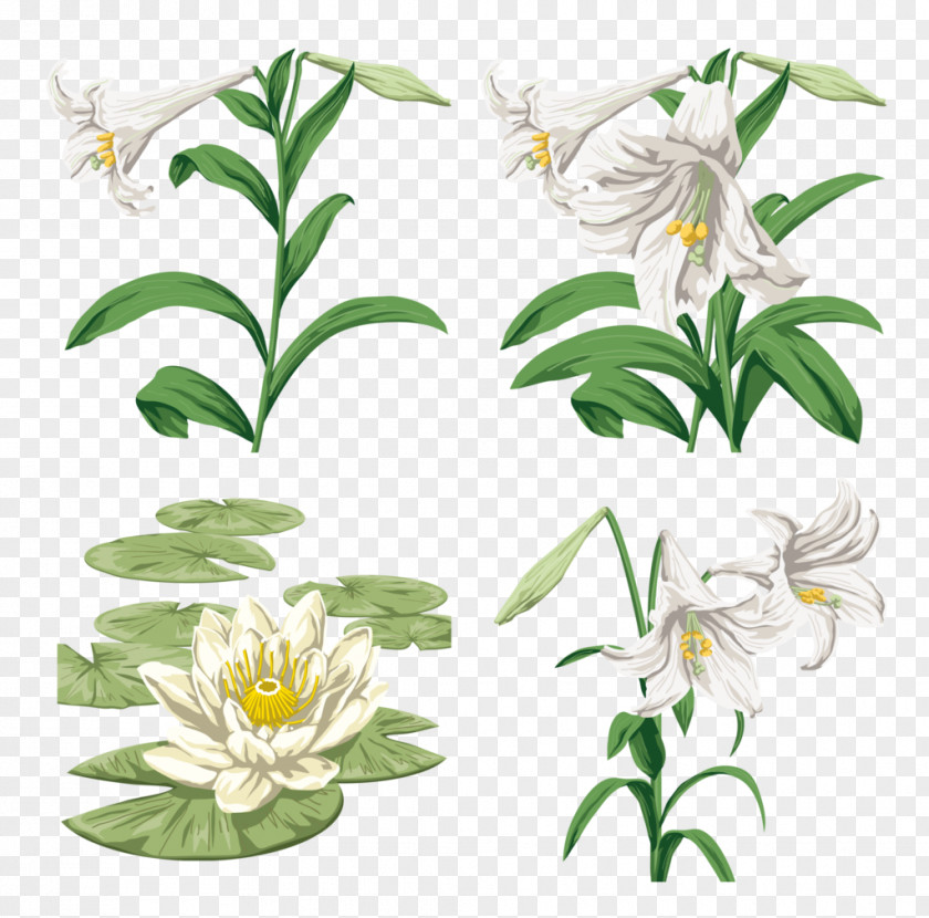 Glory Lily Image Design Vector Graphics Download PNG