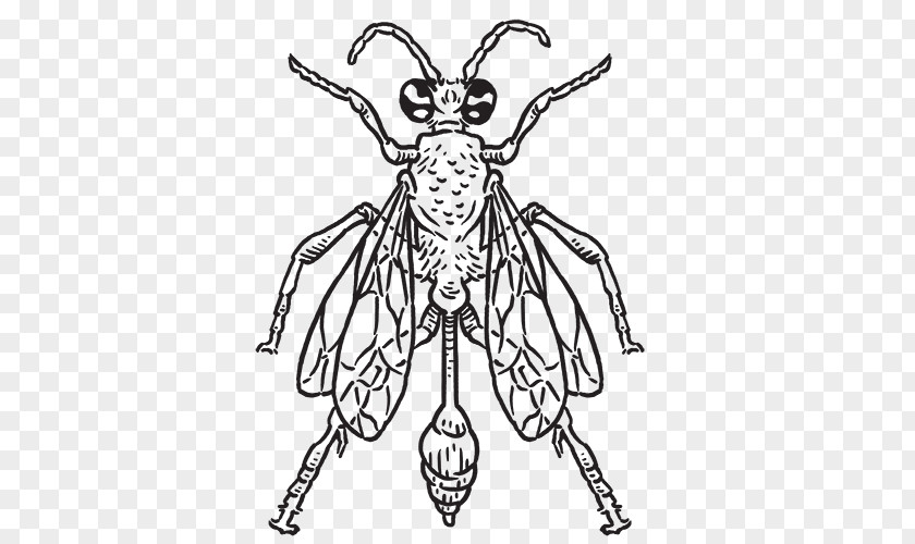 Insect Pest Yellowjacket Wasp Mud Dauber PNG