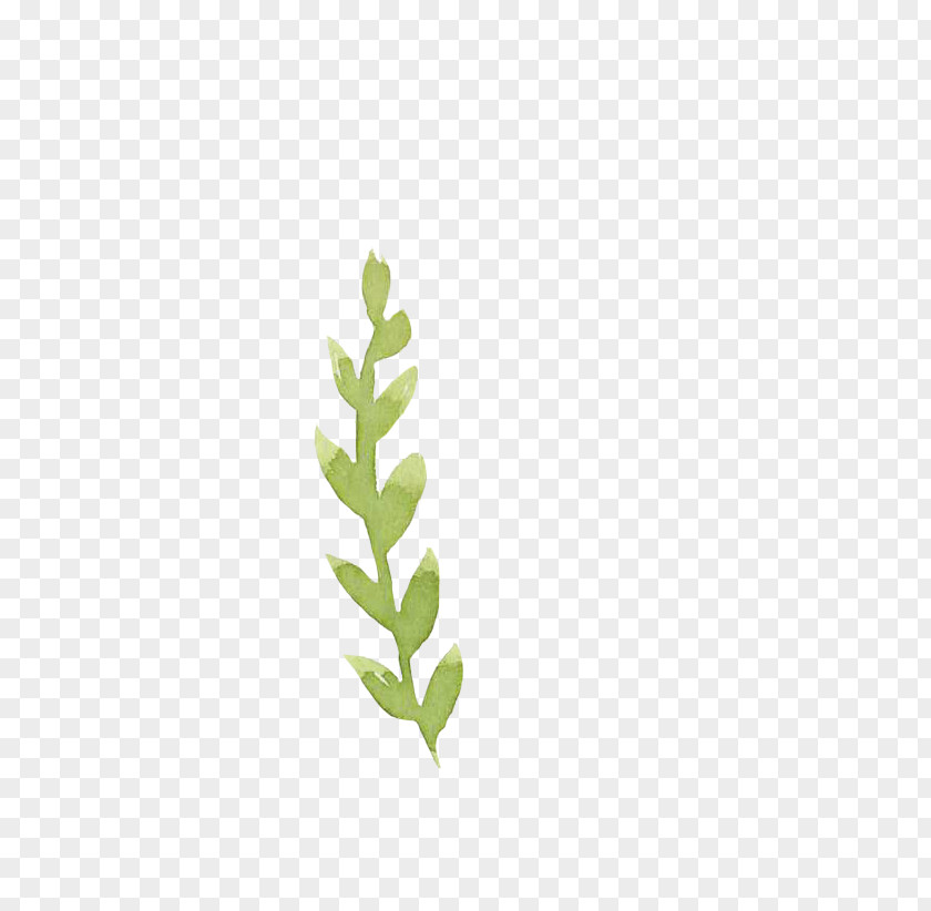 Leaf Green Drawing PNG