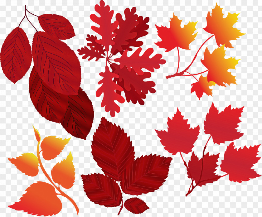 Leaf Red Plant Tree Black Maple PNG