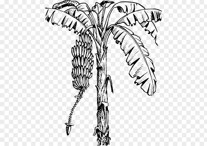 Banana Tree Vector Leaf Clip Art PNG