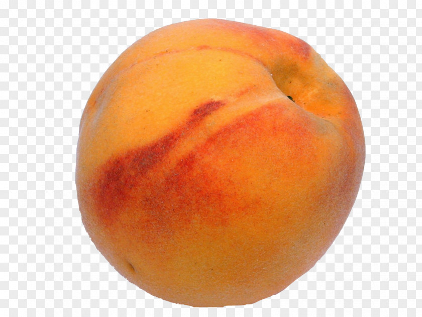 Foor Peach Apricot Chilling Requirement Fruit Tree Monilinia Fructicola PNG