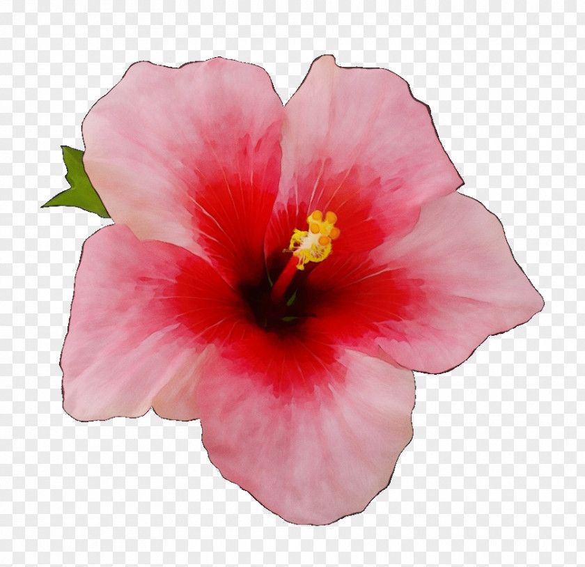 Mallow Family Pink Flower Cartoon PNG