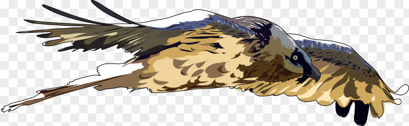 Vulture Bird Of Prey Bearded Clip Art PNG