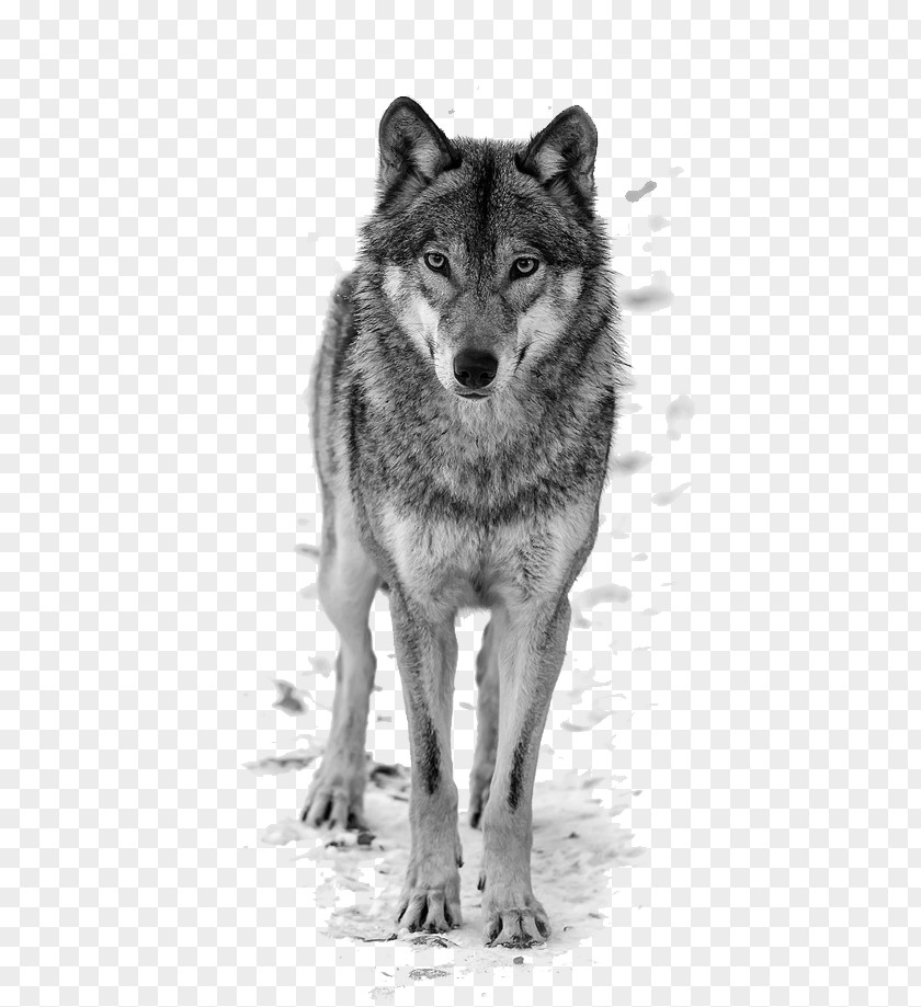 Wolf Dog T-shirt Top Blouse Shutterstock PNG