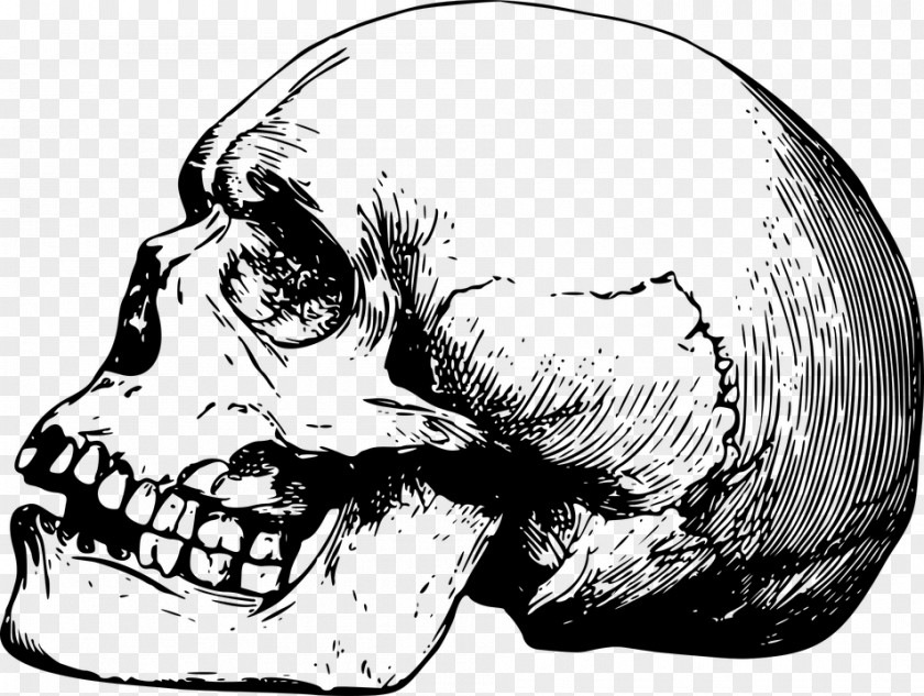 Anatomy Vector Skull Drawing Bone Skeleton PNG