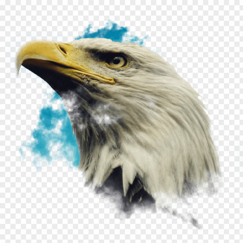 Bird Bald Eagle Golden Image PNG