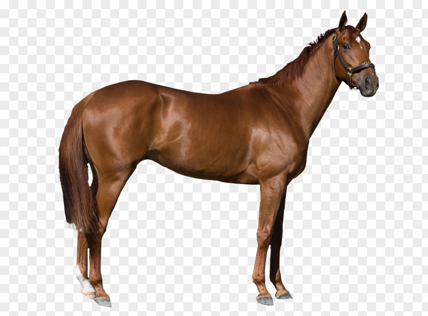 Horse Stock Photography Royalty-free PNG
