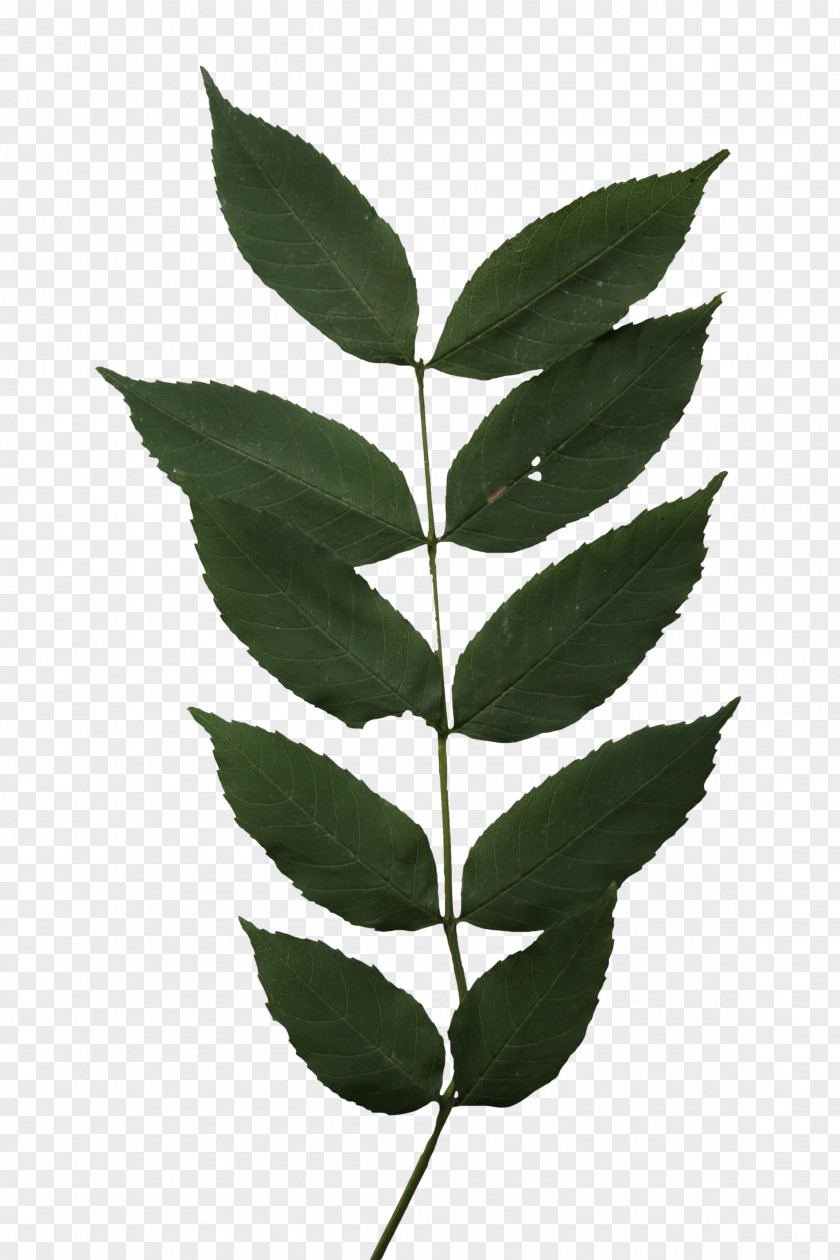 Leaf Boxelder Maple Twig Tree Ash PNG