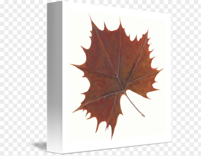 Leaf Maple PNG