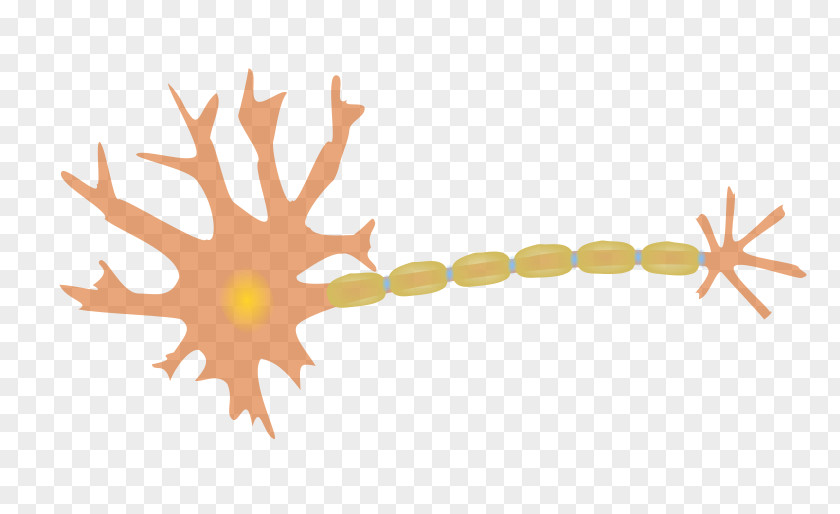 Neurons Neuron Nervous System Axon Clip Art PNG