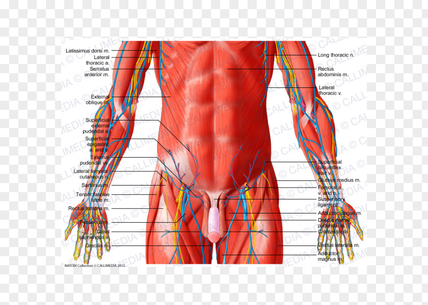 Pelvis Abdomen Muscle Vein Human Body PNG