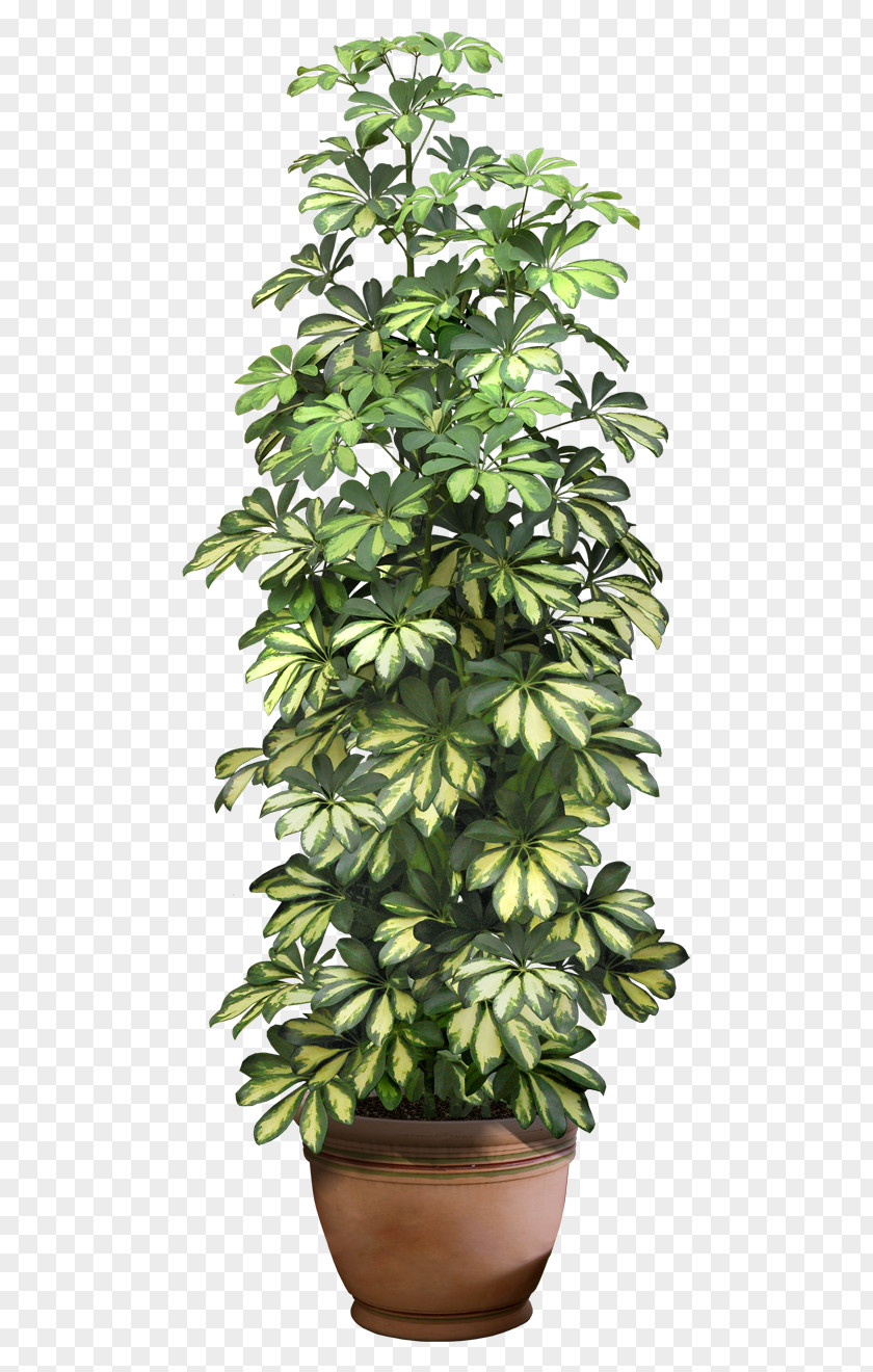 Plant Photos Tree Clip Art PNG