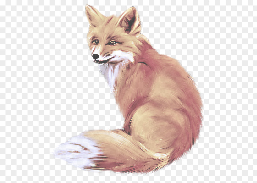 Tail Wildlife Fox Red Whiskers Drawing Swift PNG