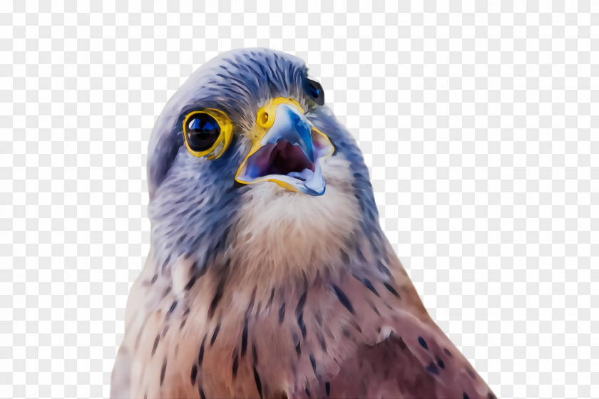 Closeup Falcon Bird Beak Of Prey Peregrine Kite PNG