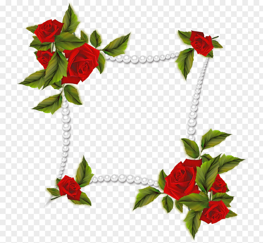 Flowering Plant Anthurium Holly Christmas PNG