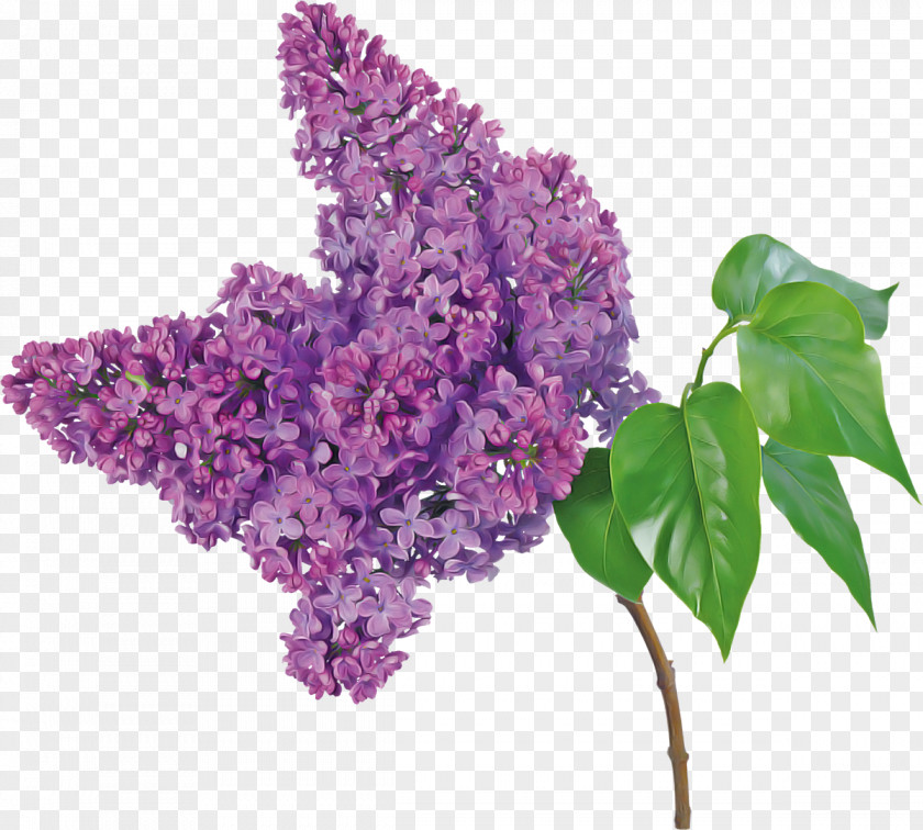 Flowering Plant Buddleia Flower Lilac Purple PNG