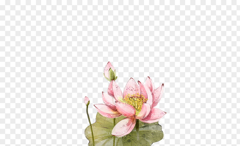 Hand-painted Lotus Floral Design Nelumbo Nucifera PNG