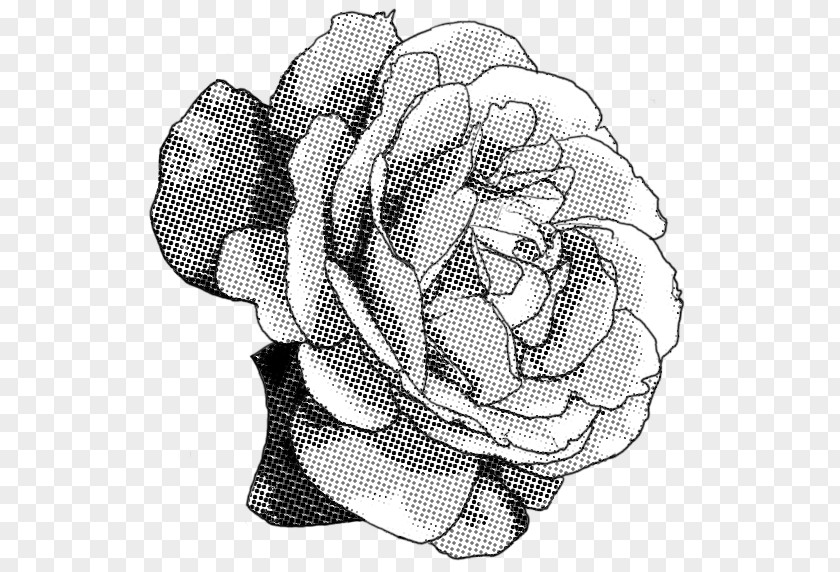Rose Black And White Drawing PNG
