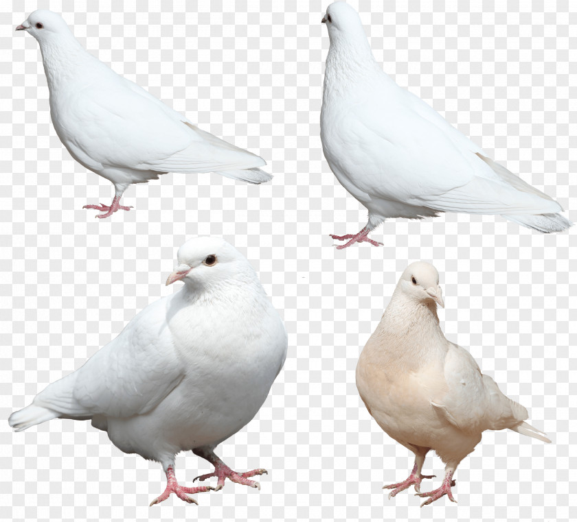 White Pigeons Image Chicken Stock Dove Columbidae Feather Wing PNG