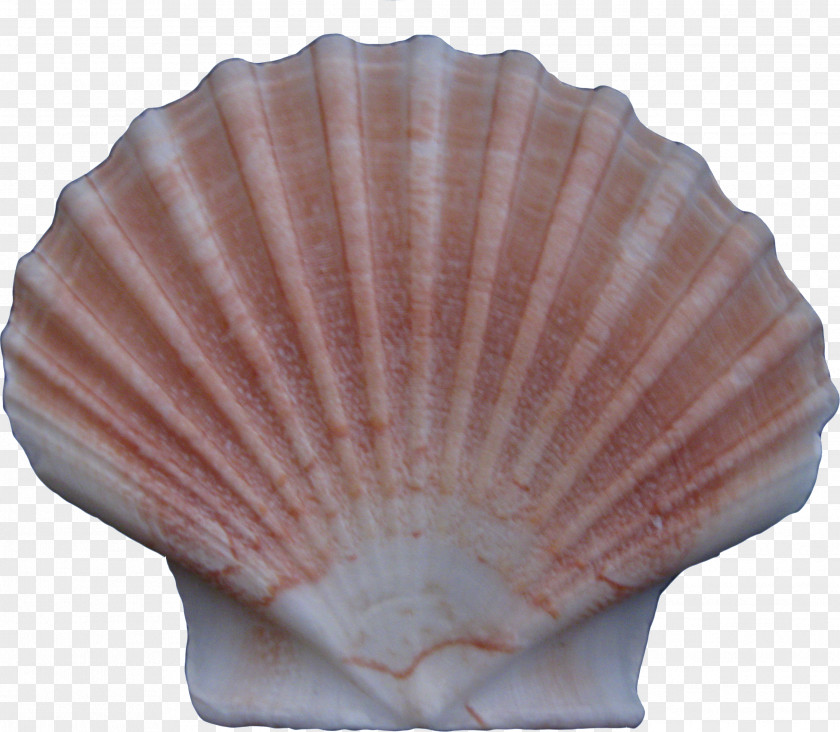 Creative Seashells Cockle Conchology Seashell PNG