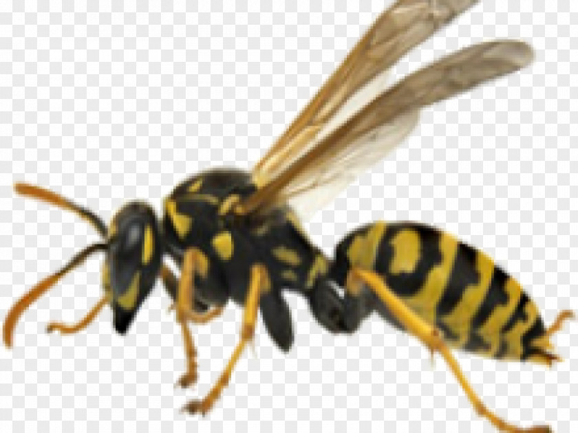 Wasp Bee Hornet Yellowjacket PNG