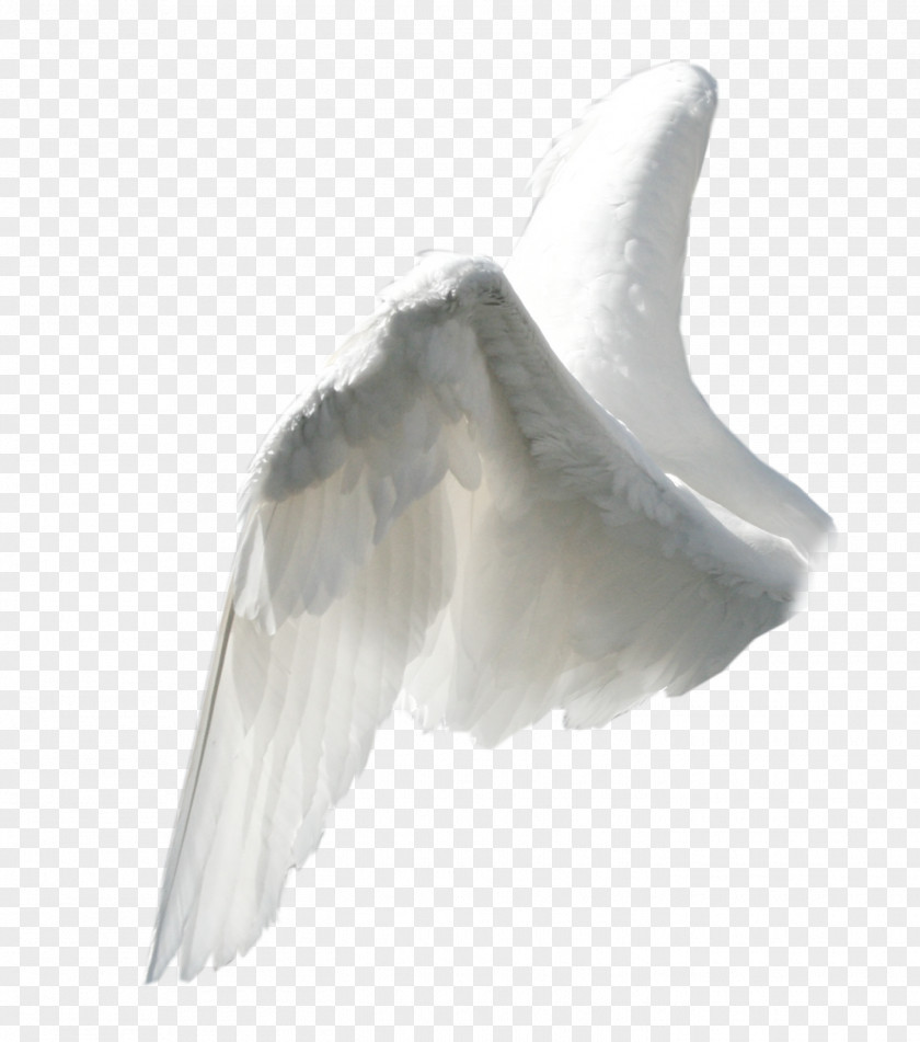 Wing Angel Clip Art PNG