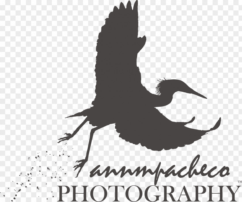 Bird Beak Logo Fauna Font PNG