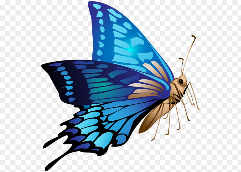 Buterflies Badge Monarch Butterfly Clip Art Image PNG