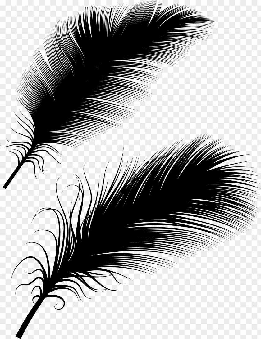 Feather Bird Euclidean Vector Illustration PNG