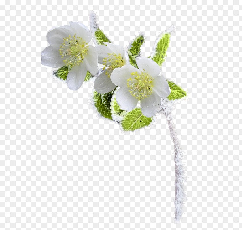 Flower Bed Floral Design Clip Art PNG
