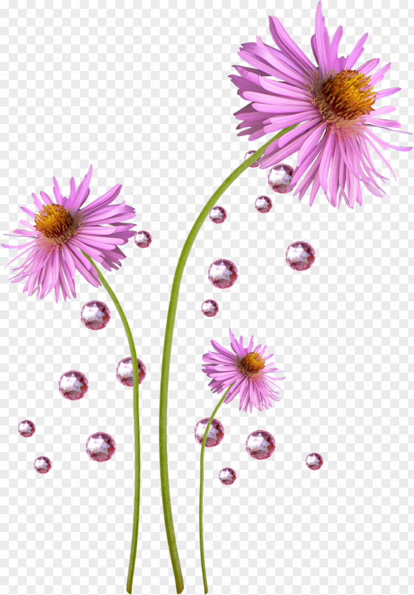 розовые цветы Flower Display Resolution Chrysanthemum PNG