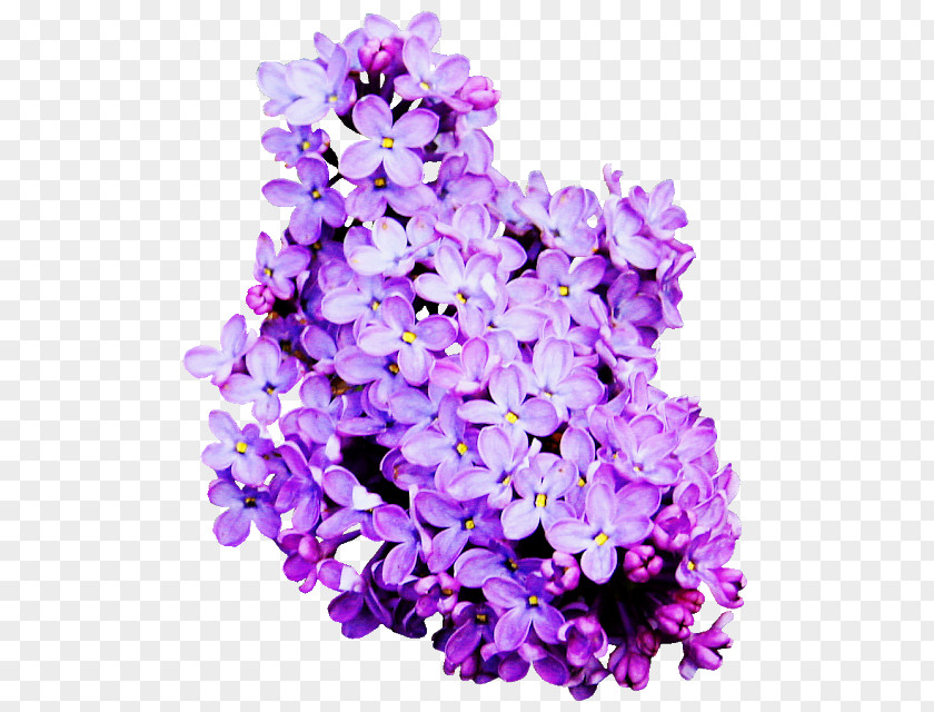 Flower Lavender Cut Flowers Lilac PNG