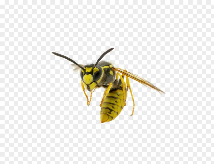 Insect Hornet Bee Paper Wasp PNG