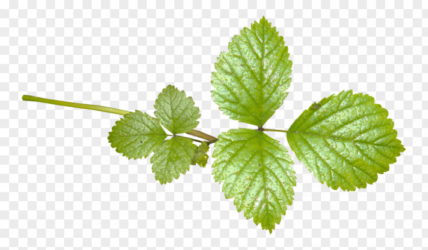 Lemon Balm Herb Leaf Peppermint Spearmint PNG