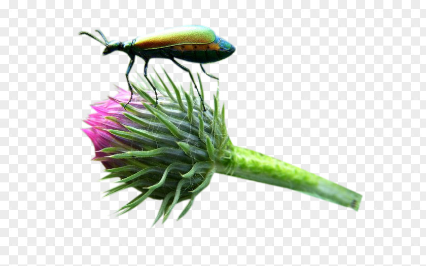 Milk Thistle Flower Buds And Insects Picture Material Insect Bud PNG