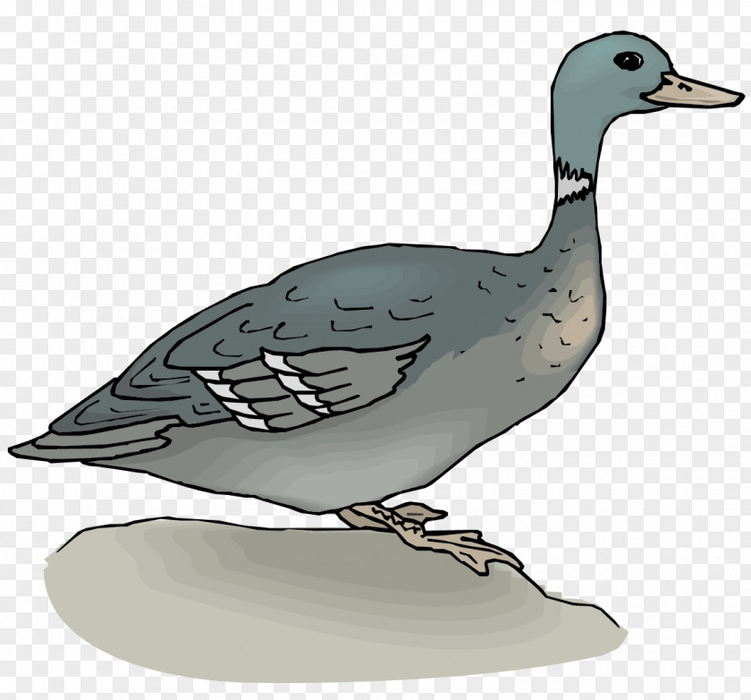 Vector Gray Duck Material Mallard Goose Clip Art PNG