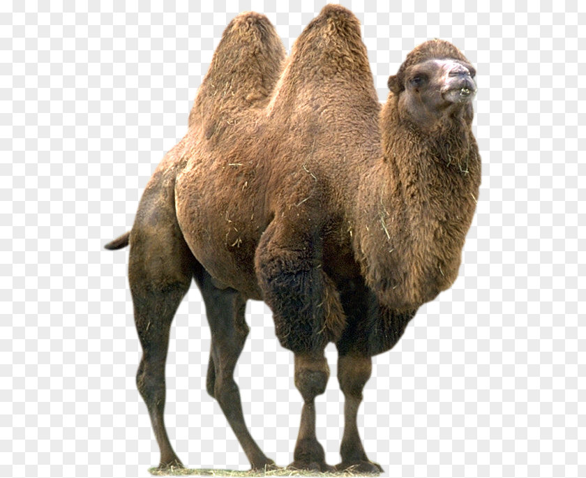 Wild Bactrian Camel Whole Stuffed Dromedary Eye Of A Needle PNG