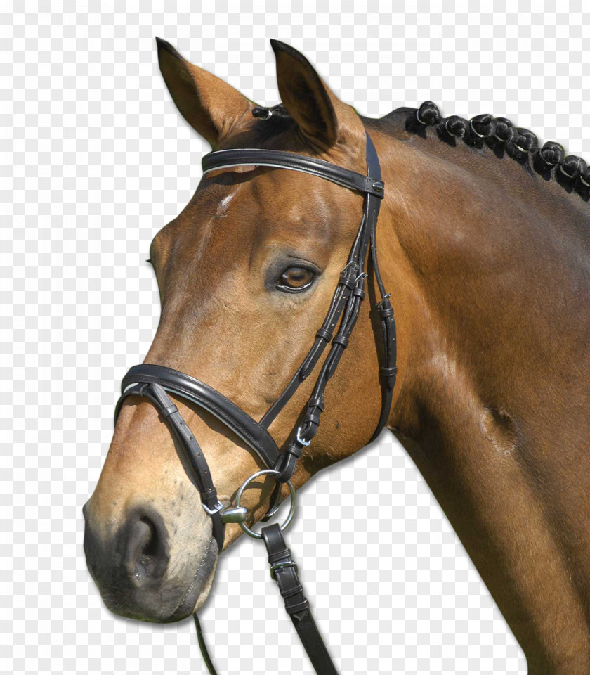 Cob Pony Bridle Horse Tack Equestrian PNG