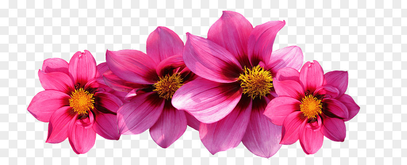 Flower Pink Flowers Rose Dahlia PNG