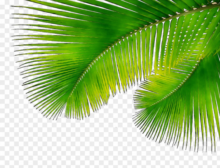 Asian Palmyra Palm Coconut Borassus PNG