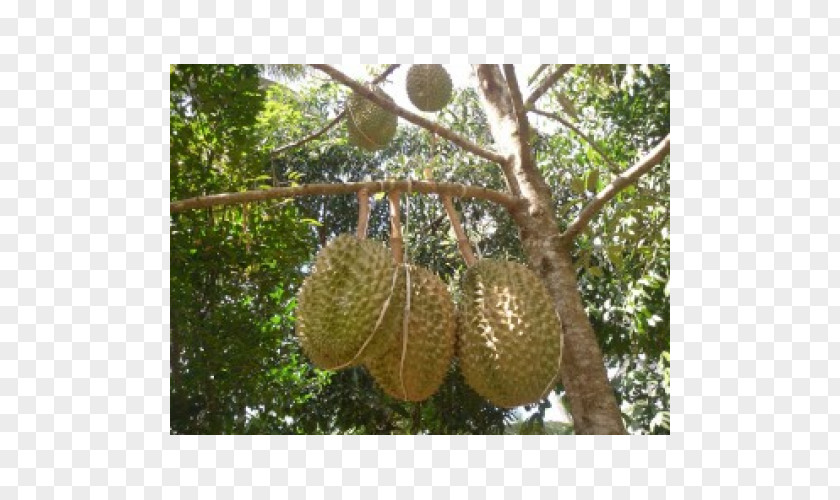 Bunga Nusantara Durio Zibethinus Penanaman Durian Fruit Tree Bawor PNG