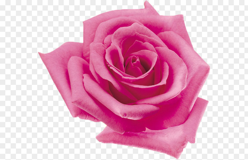 Flower Beach Rose Tencent QQ Garden Roses Petal PNG