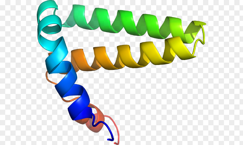 Line Peptide Clip Art PNG