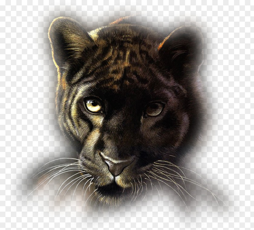 Lion Felidae Tiger Cheetah PNG