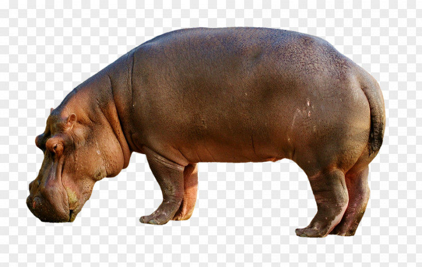 Pig Hippopotamuses PNG