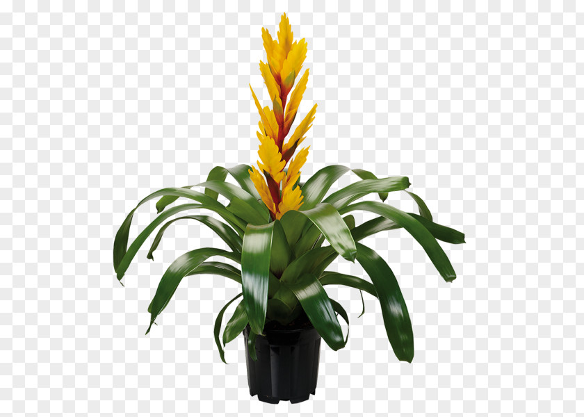 Plant Vriesea Guzmania Bromelia Floral Design PNG