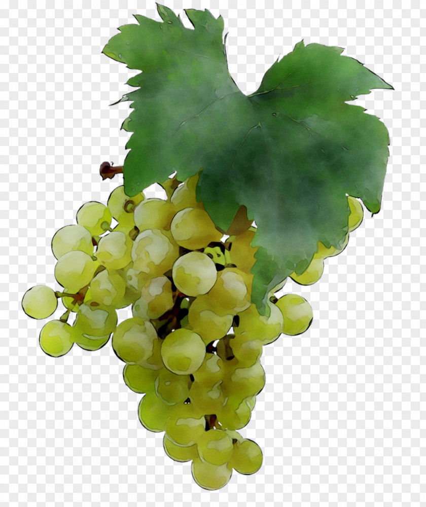 Sultana Common Grape Vine Seedless Fruit Verjuice PNG